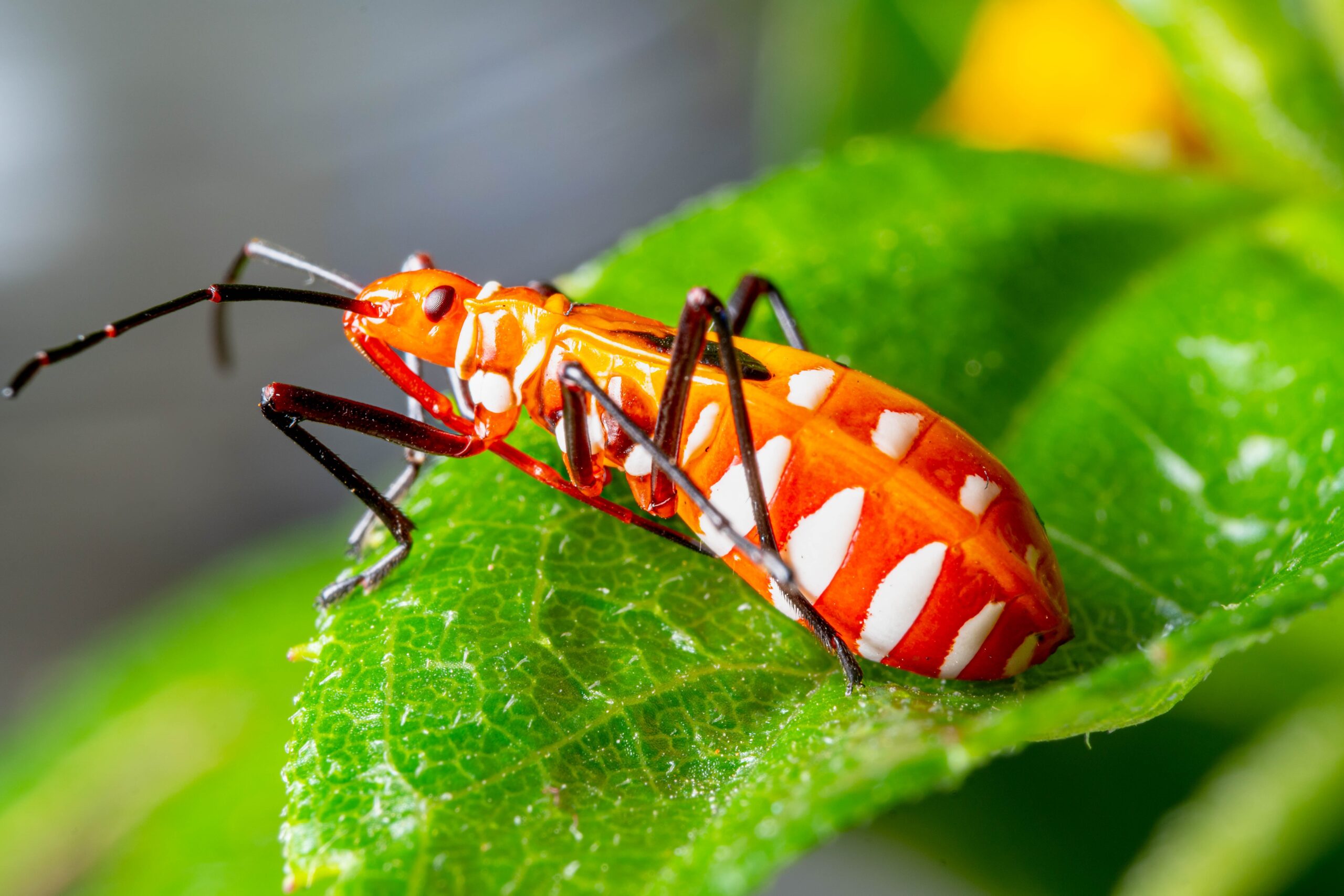 Read more about the article What Kind of Bugs Are There in Belize?