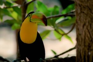 Read more about the article Hopkins Belize: What are the best bird watching spots?