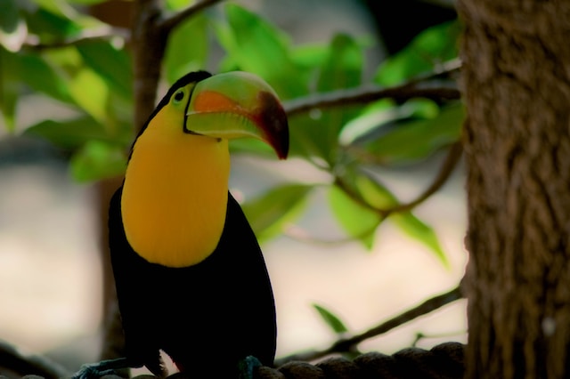 You are currently viewing Hopkins Belize: What are the best bird watching spots?