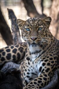 Read more about the article The Belize Cockscomb Basin Wildlife Sanctuary and Jaguar Preserve