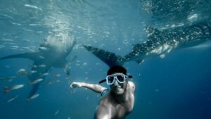 Read more about the article Can I Swim with Whale Sharks in Belize?