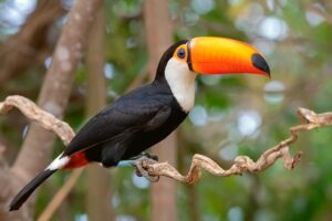 Read more about the article The Best Ways to Experience the Wildlife in Hopkins Belize