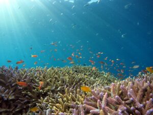 Read more about the article Exploring the Belize Barrier Reef