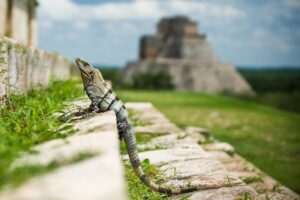Read more about the article Mayan History and Ruins of Belize