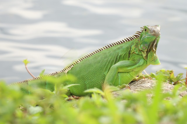 Read more about the article Saving the Green Iguanas: A Trip to Belize’s Conservation Project