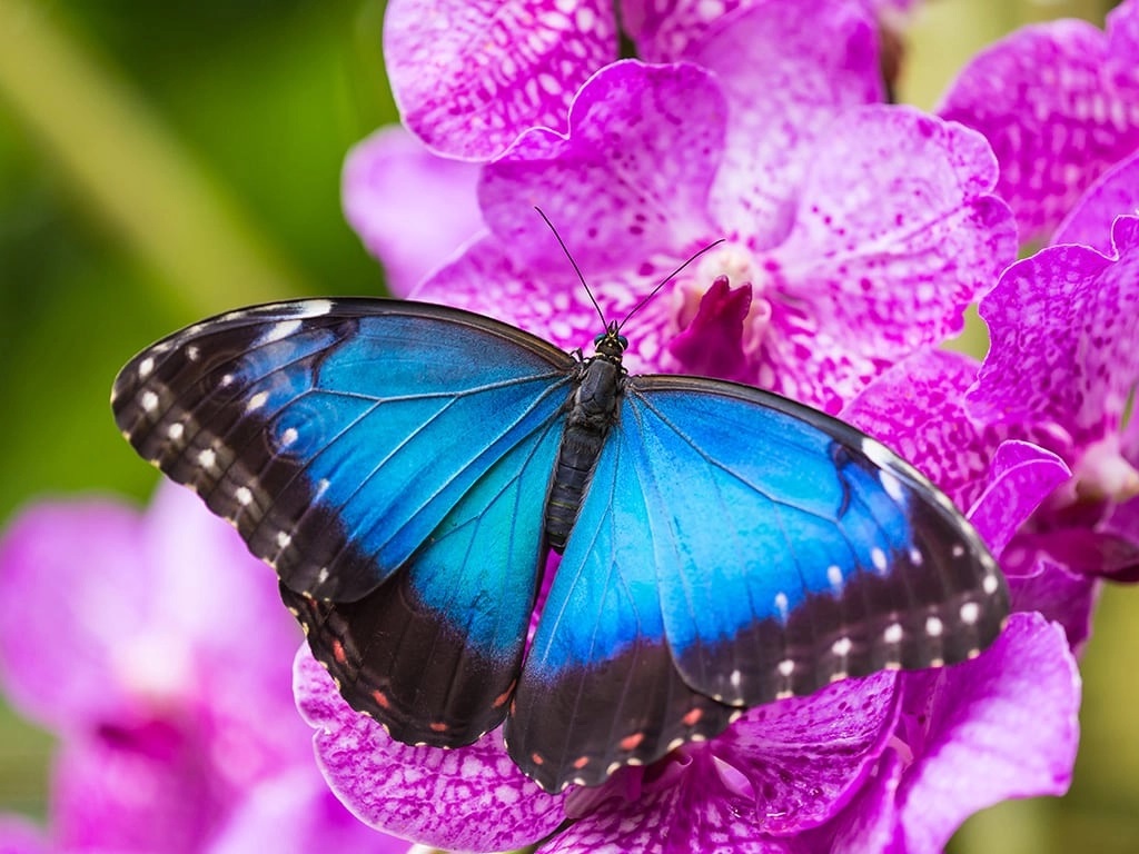 Read more about the article The Enchanting Blue Morpho Butterfly: A Jewel of Belize’s Rainforests
