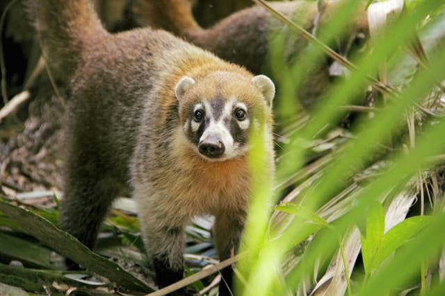 Read more about the article Exploring Belize’s Bushy-Tailed Wanderer: The Coati Chronicles
