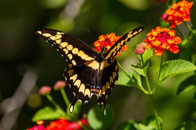 You are currently viewing Majestic Giant Swallowtail Butterfly: Belize’s Wingspan Wonder