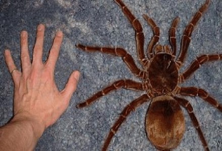 Read more about the article Encountering the Goliath Bird-Eating Spider: A Closer Look at Belize’s Intriguing Arachnid