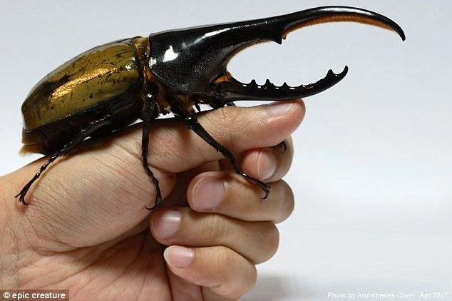 Read more about the article Behold the Mighty Hercules Beetle: Belize’s Giant of the Insect World