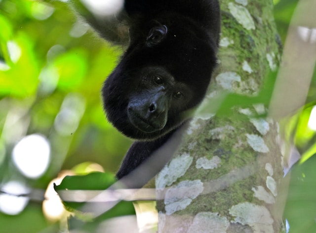 You are currently viewing The Enigmatic Howler Monkeys of Belize: Guardians of the Jungle Symphony