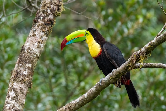 Read more about the article Exploring the Keel-billed Toucan in Belize’s Rainforests