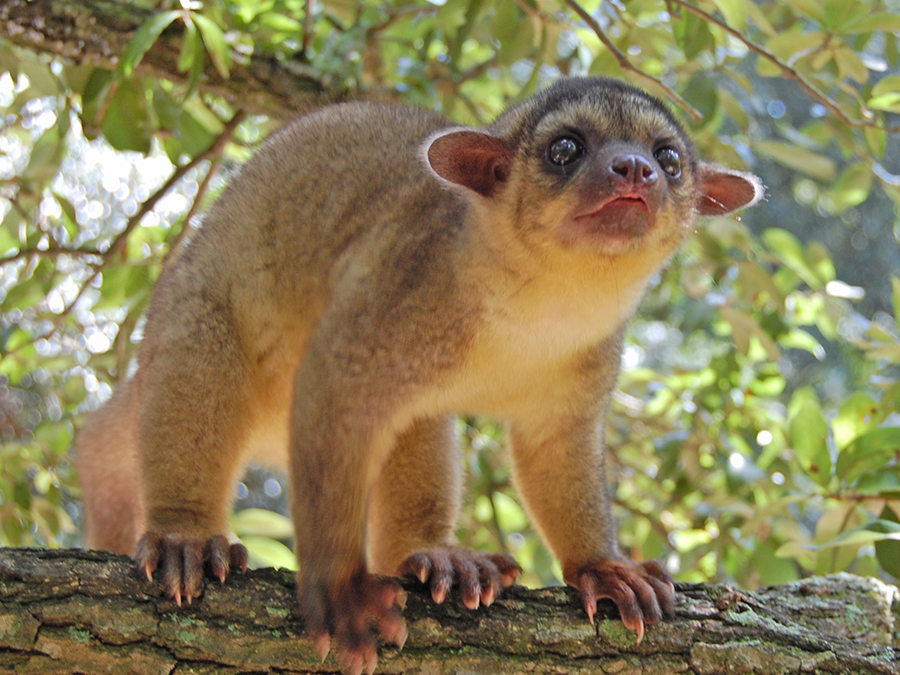 Read more about the article Discovering the Enigmatic Kinkajou: Belize’s Honey Bear