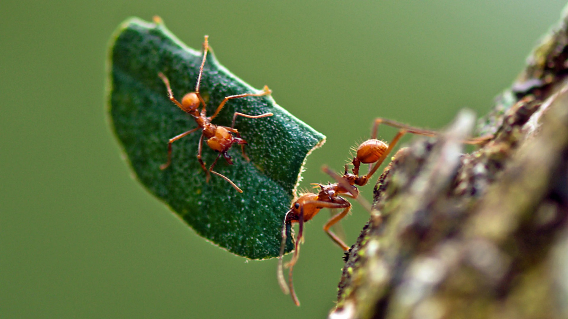 You are currently viewing The Leafcutter Ants of Belize: Masters of Social Complexity and Foliage Efficiency