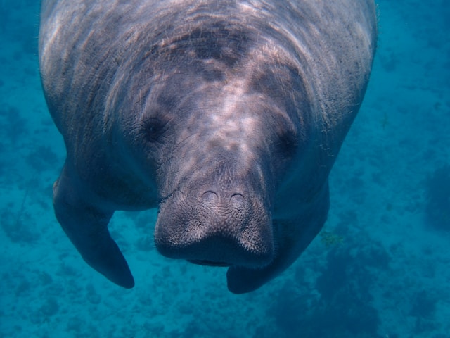 Read more about the article Gentle Giants: Exploring Belize’s West Indian Manatee