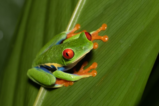 Read more about the article Enchanting Encounters: Exploring Belize’s Red-eyed Tree Frog