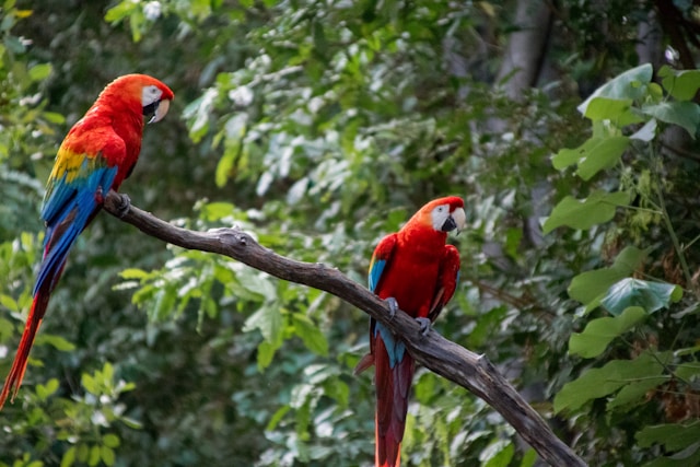 Read more about the article Exploring Belize’s Icon: The Scarlet Macaw