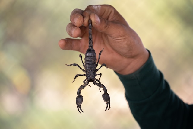 You are currently viewing Scorpions in Belize: Unveiling Mysteries