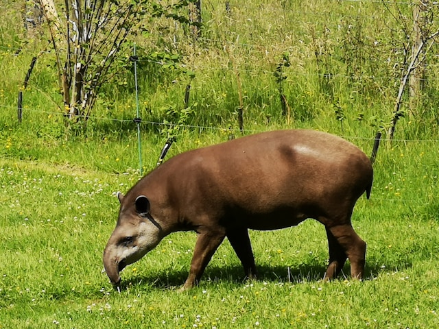 You are currently viewing Discovering Wildlife in Belize: Exploring The Tapir Mountain Nature Reserve