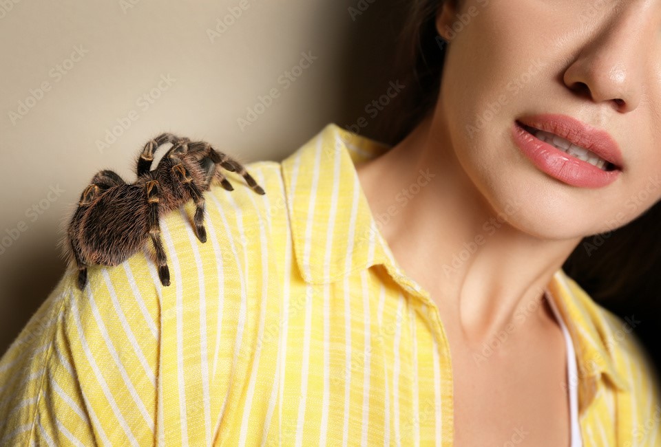 Read more about the article Belize’s Black Tarantula: Giant Arachnid Marvels
