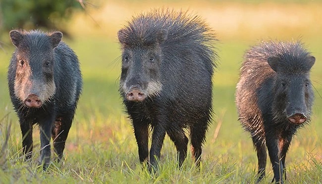 Read more about the article Exploring the White-lipped Peccary: Belize’s Sociable Forest Forager