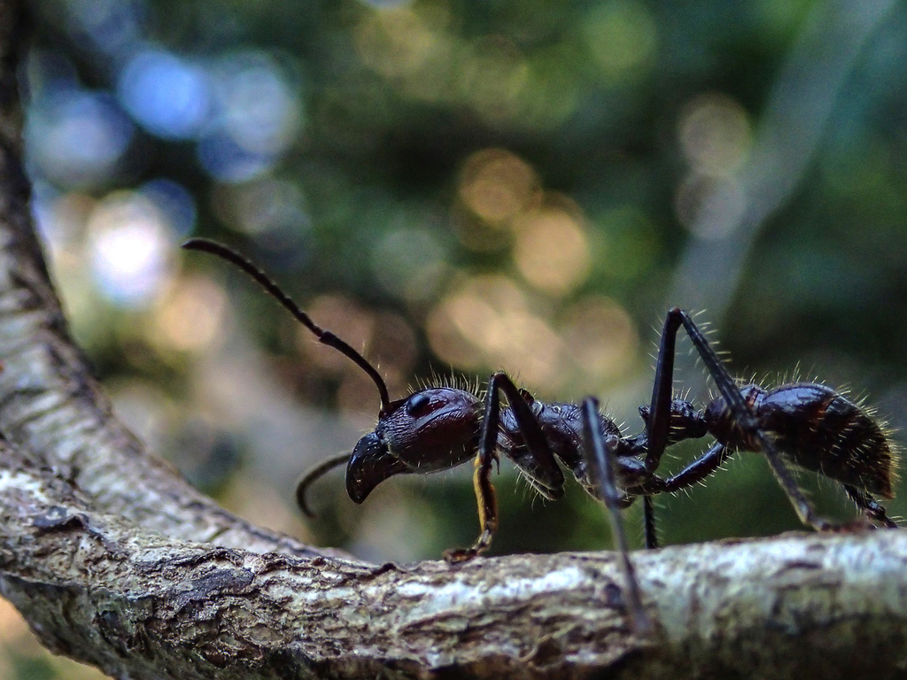 You are currently viewing The Sting of the Bullet Ant: Exploring Belize’s Most Infamous Insect