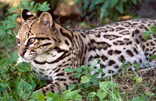 You are currently viewing Belize’s Spotted Beauty: Exploring the Enigmatic Ocelot