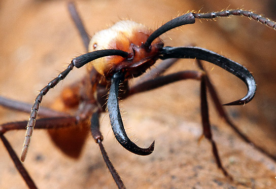 Read more about the article Army Ants in Belize: Masters of Swarming and Predatory Efficiency