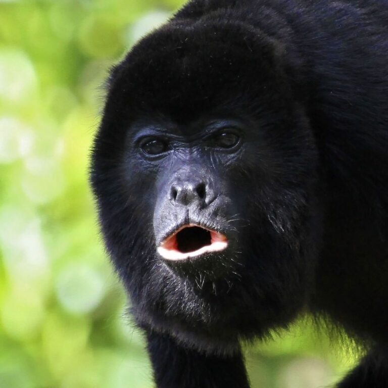 Echoes of the Jungle: Exploring Belize’s Black Howler Monkey