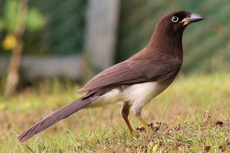 You are currently viewing The Charm of Belize’s Brown Jay: A Charismatic Forest Dweller