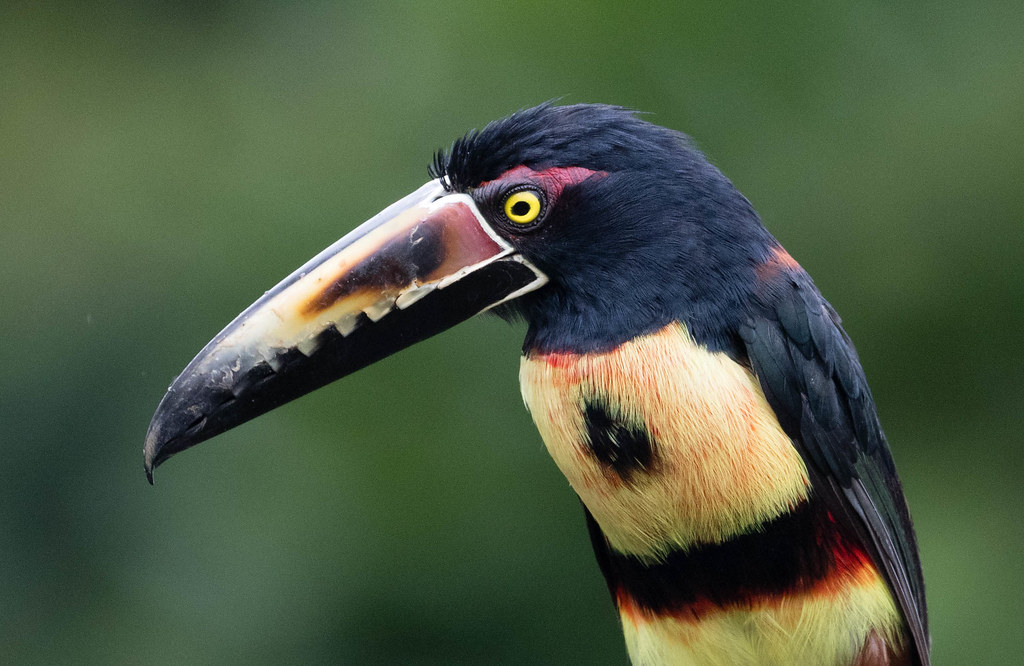 Read more about the article Jewel of the Jungle: The Playful Collared Aracari of Belize
