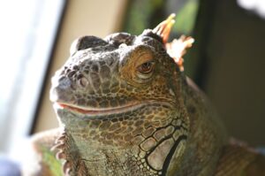 Read more about the article Exploring the Green Iguana: Belize’s Iconic Reptile