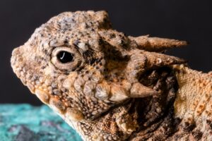 Read more about the article The Enigmatic Horned Toad of Belize: Unraveling Its Mysteries