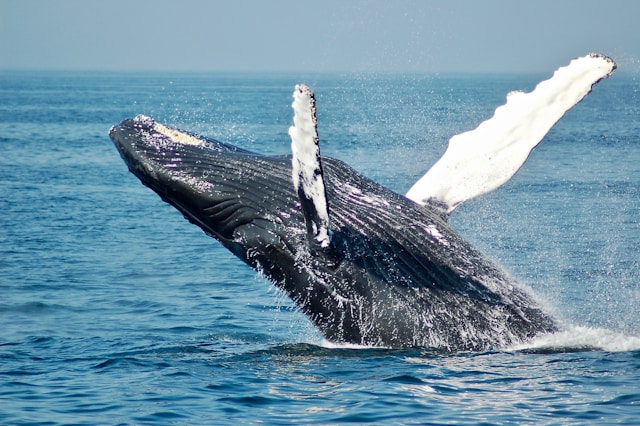 You are currently viewing Majestic Visitors: Humpback Whales in Belize