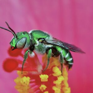 Read more about the article The Unsung Heroes of Belize: Leafcutter Bees and Their Vital Role
