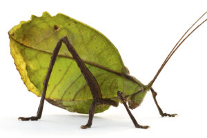Read more about the article Master of Disguise: The Leaf-mimicking Katydid of Belize