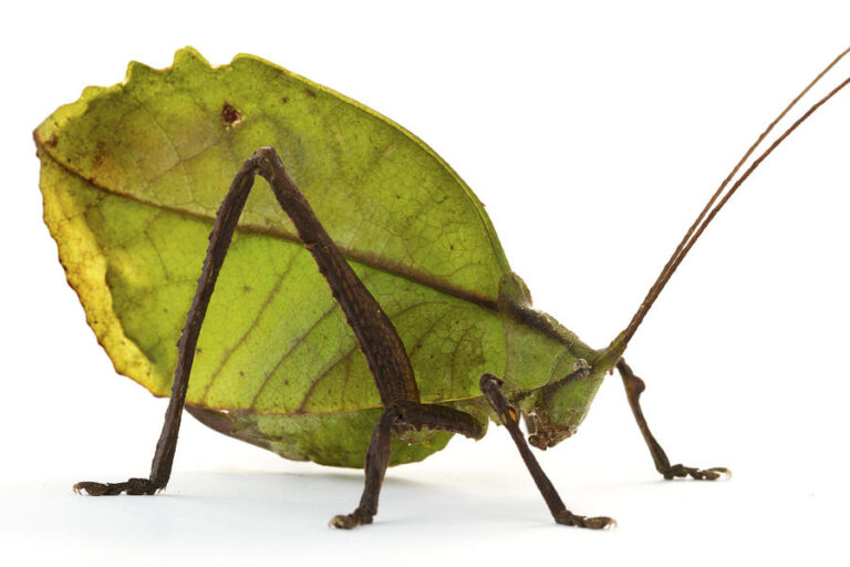 Master of Disguise: The Leaf-mimicking Katydid of Belize