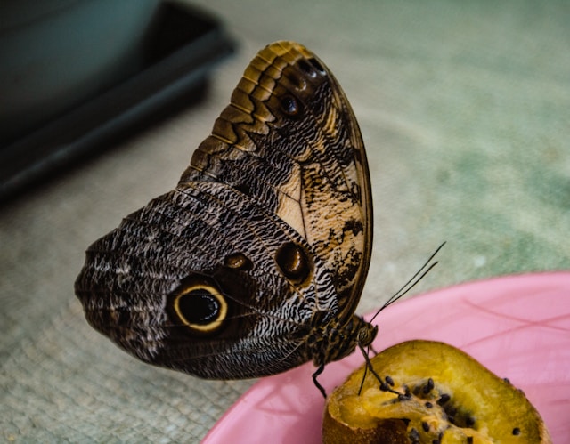 Read more about the article Morpho Magic: Exploring the Dazzling World of Belize’s Butterfly Beauties
