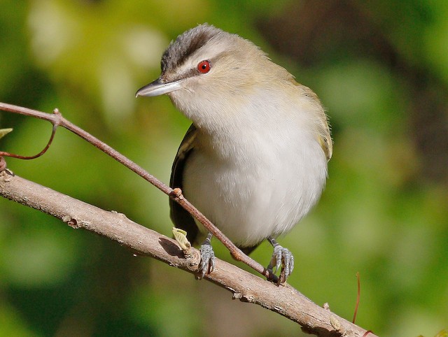Read more about the article The Red-eyed Vireo: A Melodious Jewel of Belize’s Forests