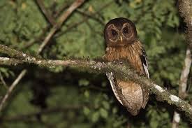 Read more about the article The Haunting Hunter of the Night: Unveiling the Mottled Owl of Belize