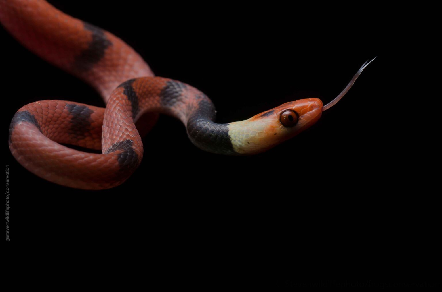 Super Secret Snakes: Meet the Red-Eyed Tree Snake of Belize!