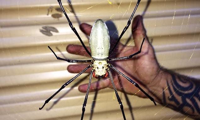 You are currently viewing The Golden Orb Weaver: A Tapestry of Gold in the Belizean Jungle