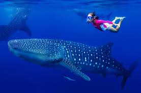 You are currently viewing Swimming with Whale Sharks in Belize: An Experience Like No Other!